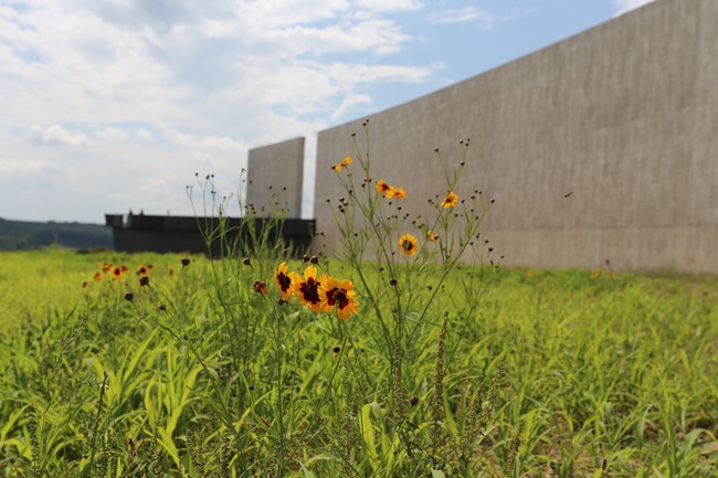 A view from the Allée side of the Visitor Center shows the black Flight Path Overlook and a portion of the wildflower meadows. A view from the Allée side of the Visitor Center shows the black Flight Path Overlook and a portion of the wildflower meadows.