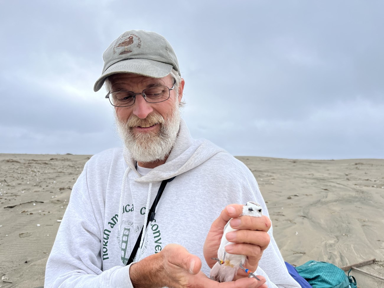 Holding the adult female plover Biologist gently holding an adult snowy plover with two colored bands on each of her legs.