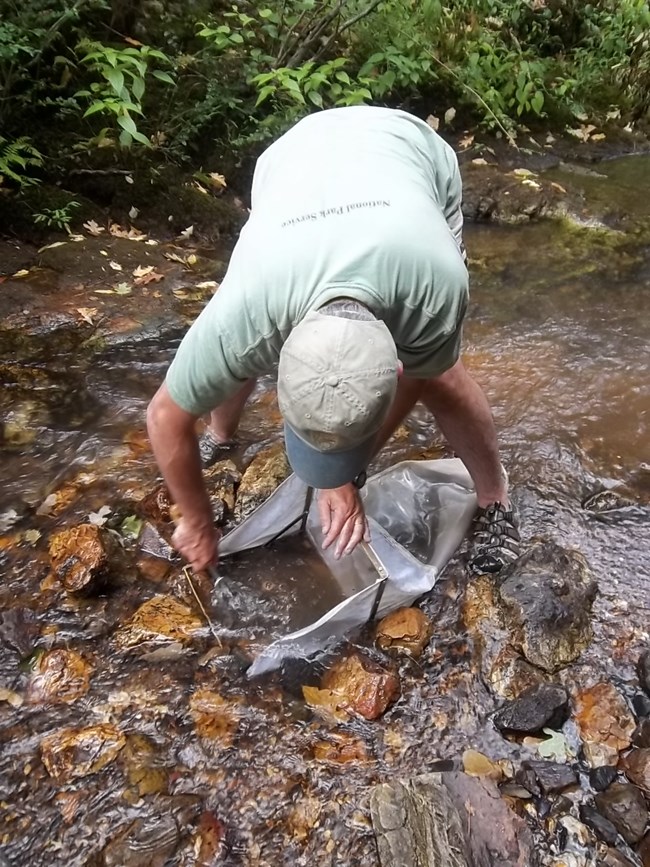 A scientist bends over in the middle of a creek collecting invertebrates with a net.