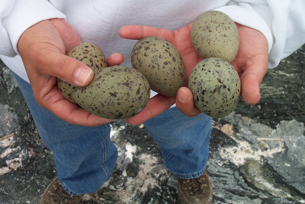 DCP_7704_NPSMBMoss_web A person holds speckled gull eggs in his hands.