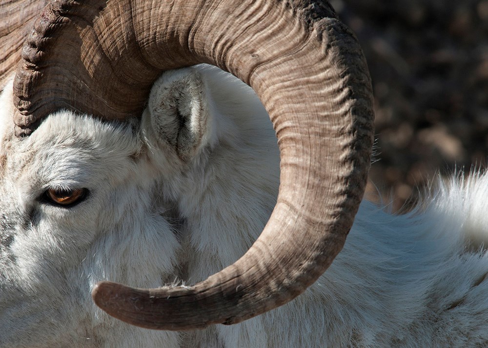 DENA DallSheep closeup_NPSTimRains_web A close up of a Dall sheep horns and face.
