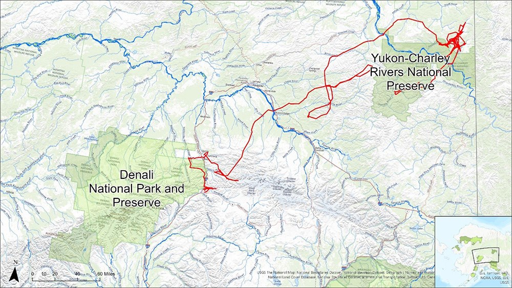 DENA YUCH wolf map_web A map of Alaska showing the location of Denali and Yukon-Charley Rivers and the travel path of a wolf.