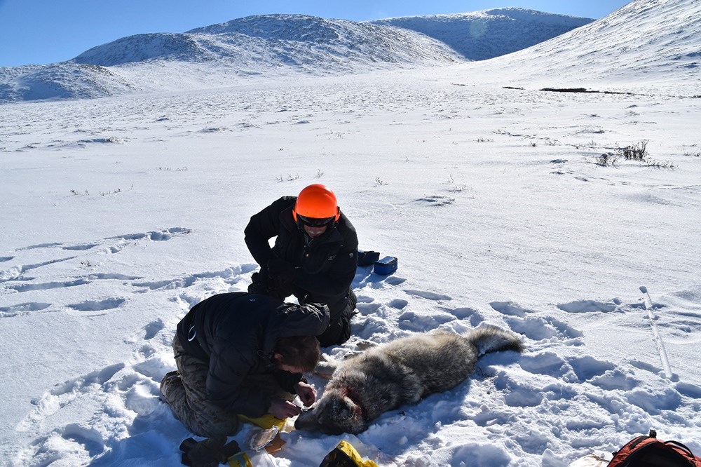 DENA-YUCH wolf_web Researchers collect biological data from an anaesthetized wolf.