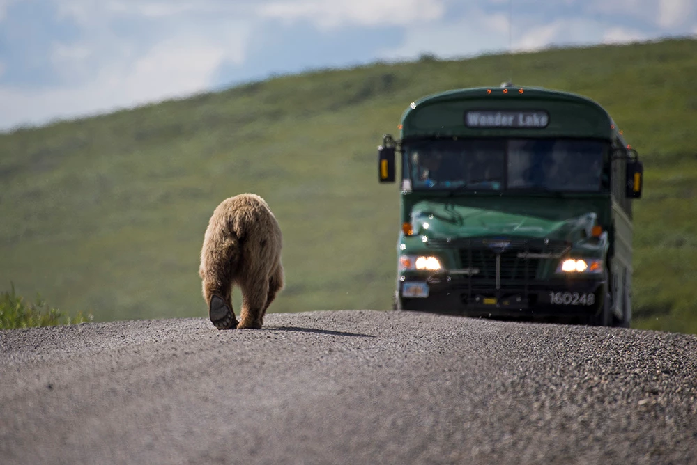 DENA bear bus NPS Claire Abendroth_web A brown bear walks down the Denali Park Road with a bus coming toward it.