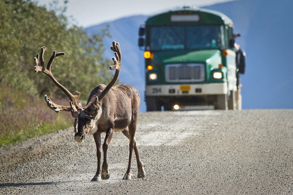 DENA caribou_NPSJacobFrank_web A bull caribou walks on the park road with a bus behind it.