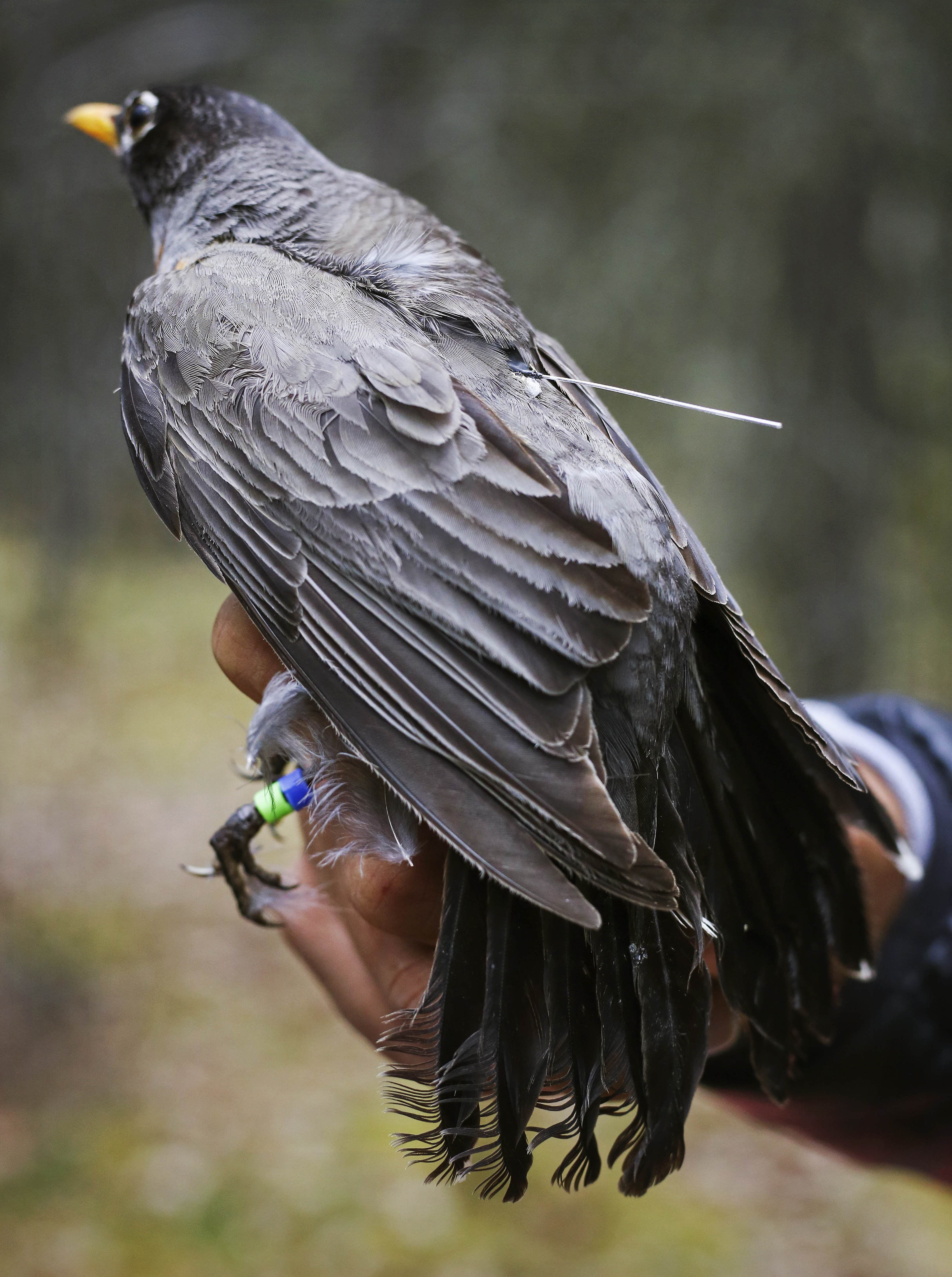 American Robin — Santa Clara Valley Audubon Society