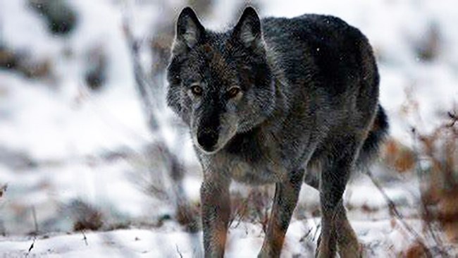 A wolf in Denali park.