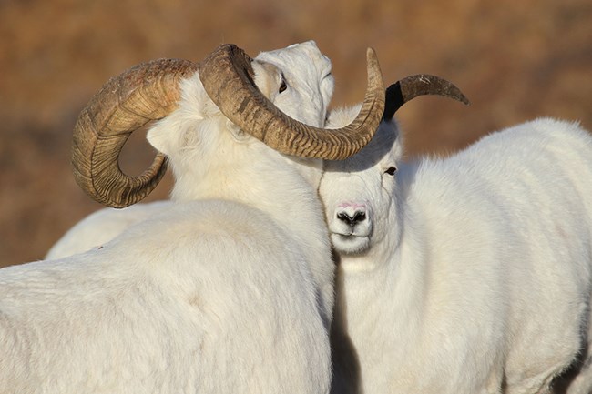 lt= A close up of two Dall's Sheep rubbing heads.