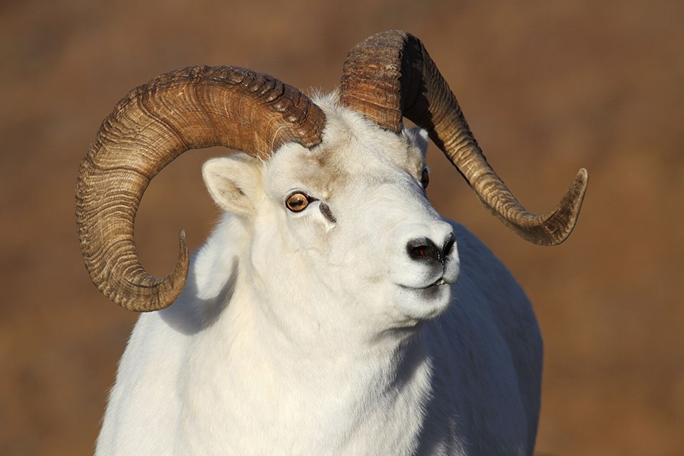 A close up image of a Dall's Sheep ram in golden light. His eyes are amber colored and his hide is white.