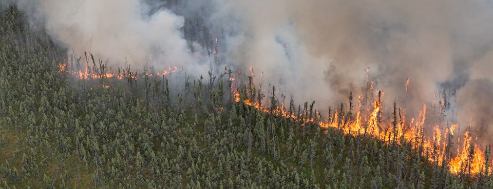 Northern Boreal Forest (Taiga)