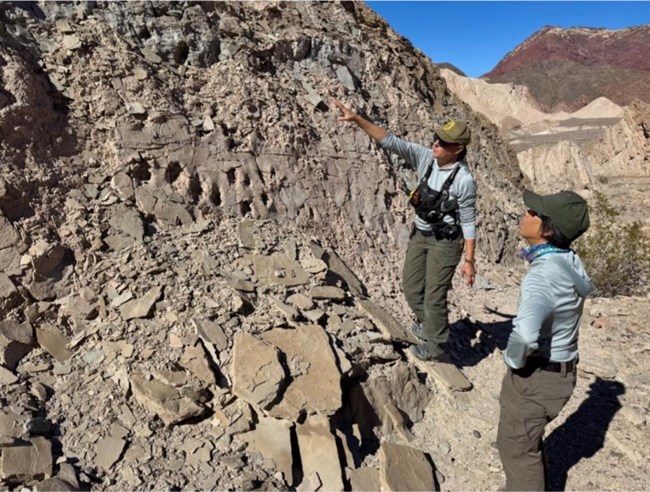 Two people looking at a wall of fossil tracks.