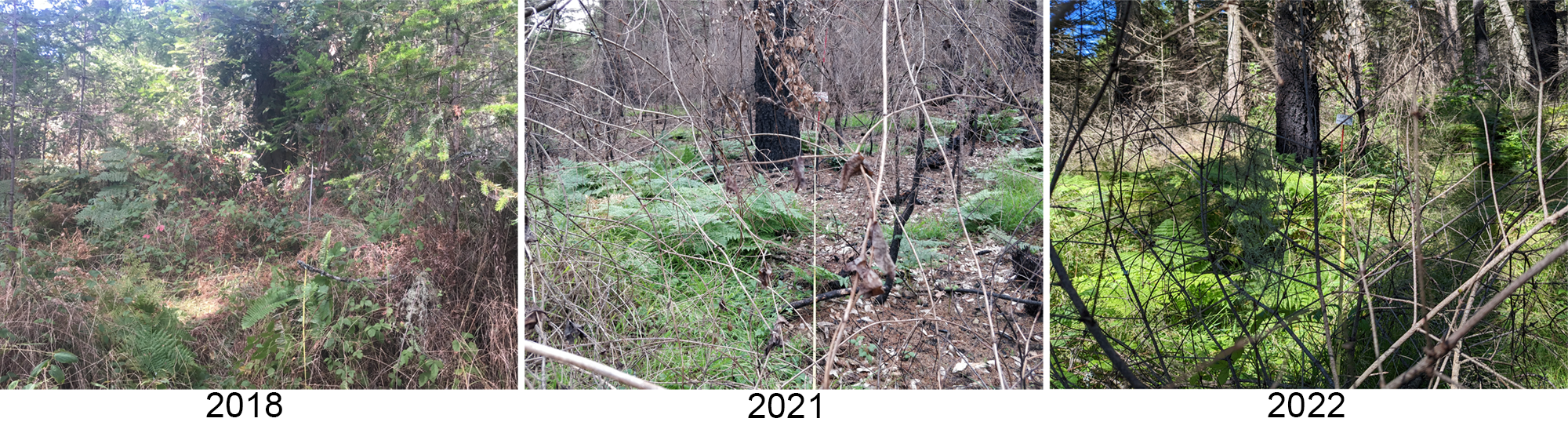 Forest plot pre and post fire 3 plot photos from the same Douglas-fir forest plot. In 2018 the forest is unburned with dense understory vegetation. In 2021, it is charred with a bit of low vegetation starting to grow back. In 2022, the forest floor is a dense carpet of greenery.