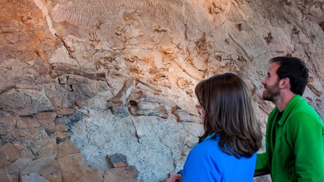 two people admire dinosaur bones in rock