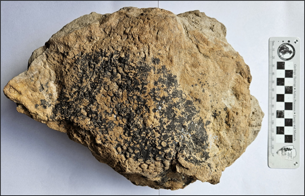 DINO skin impression COLM Photo of dinosaur skin impressions.