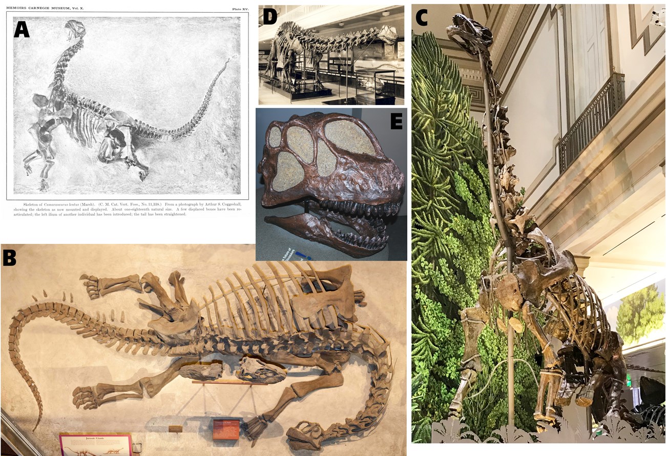 five photos of dinosaur skeletons
