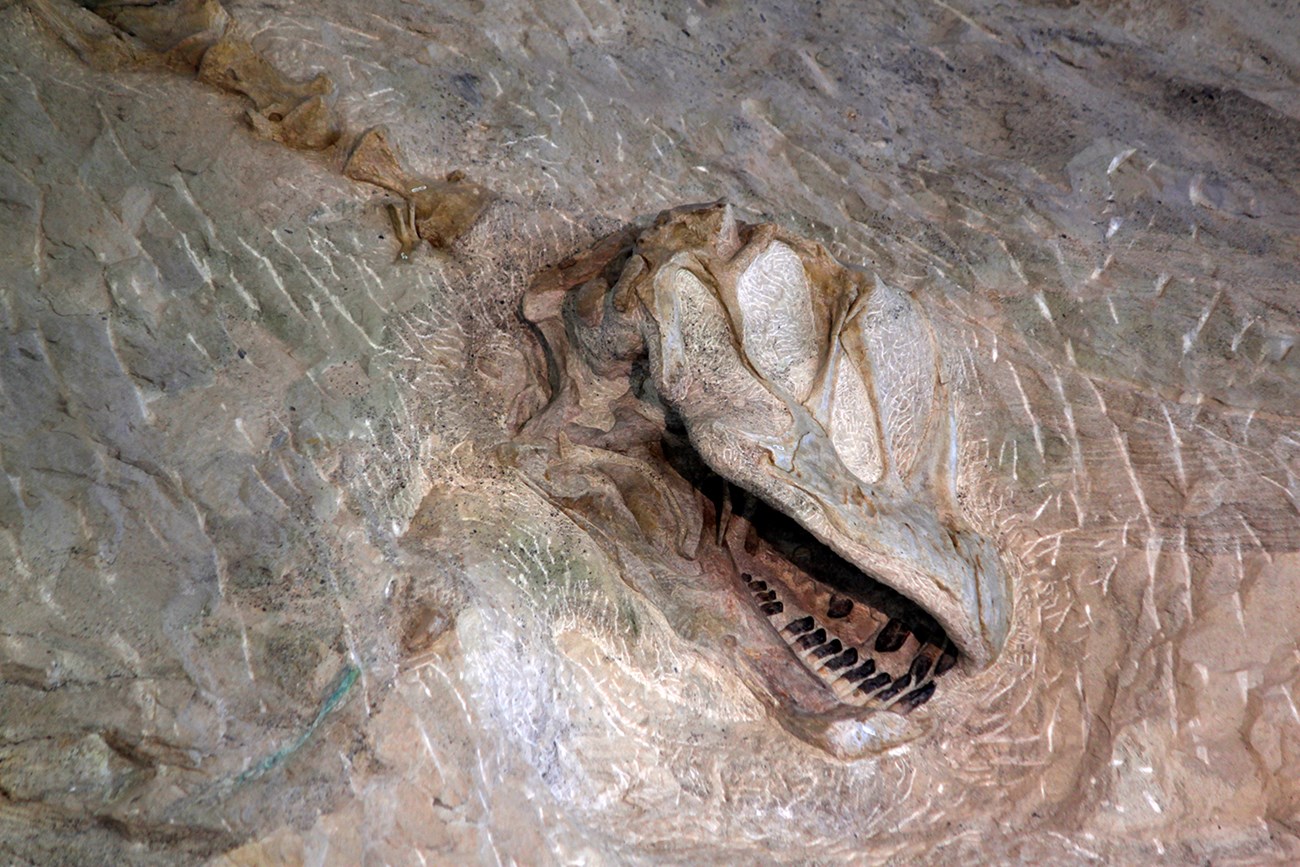 dinosaur skull in stone