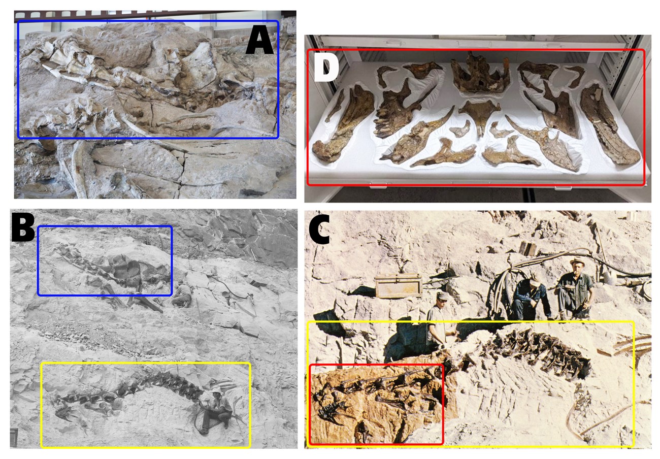 four photos of large fossils