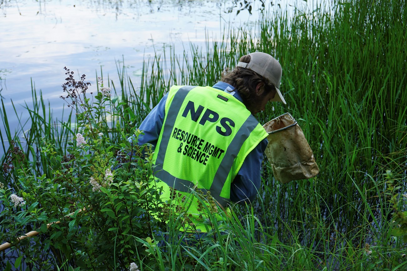 DMP Collection_NF A man with his back to the camera stands chest-deep among reeds on the edge of a pond. He is peering into a long-handled net he has just lifted from the water.
