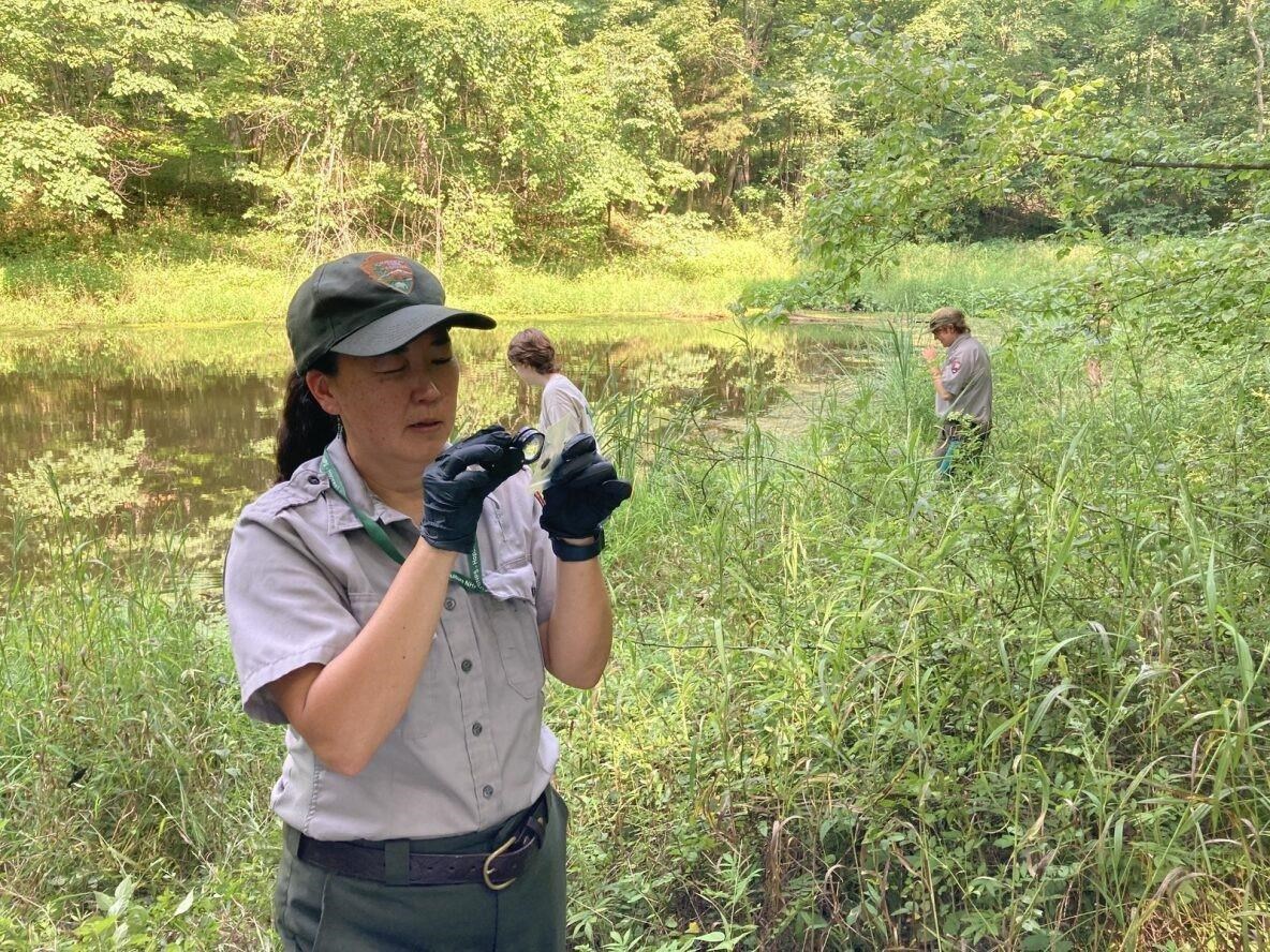 Hopewell Culture National Historical Park, Ohio A NPS scientists looks at dragonfly larvae with a magnifying lens.