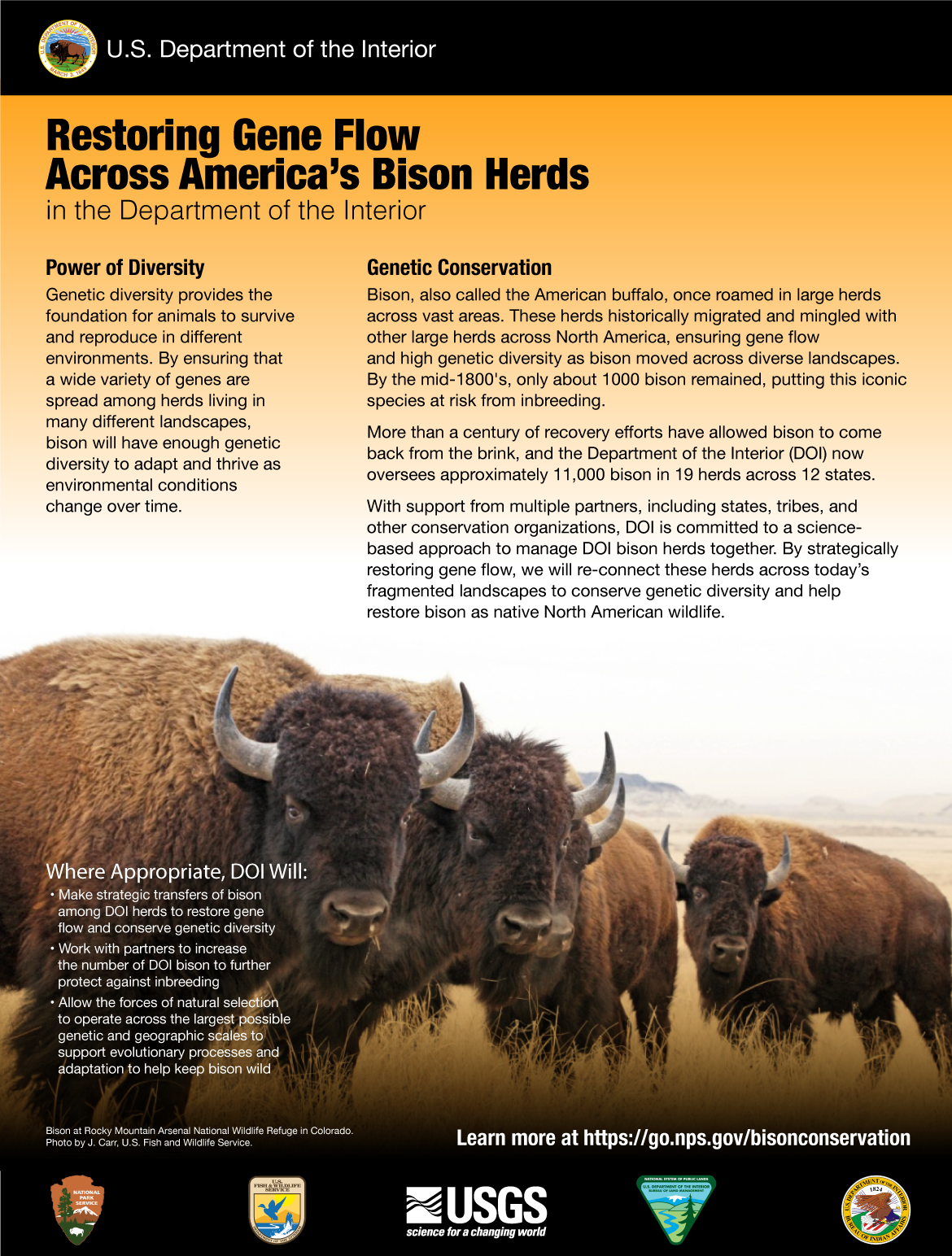 An infographic details the Department of the Interior goal to Restore Gene Flow Across America's Bison Herds. Full alternative text is available on the page.