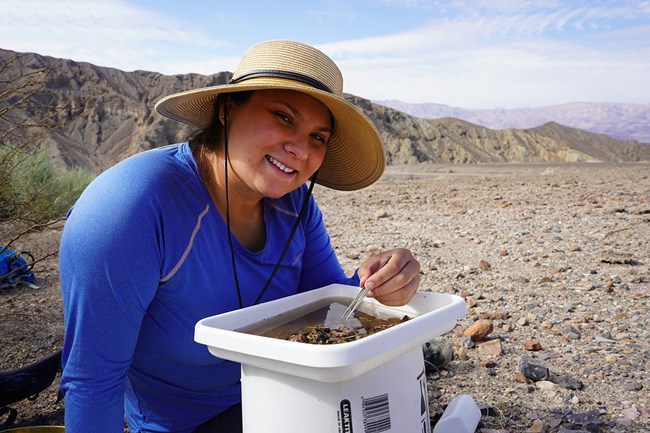 Field scientist sits near tray of sampled desert springs water, selecting our small aquatic invertebrates with tweezers.