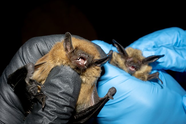 DSC00992 Two of the many bats caught during the Bat Blitzes.