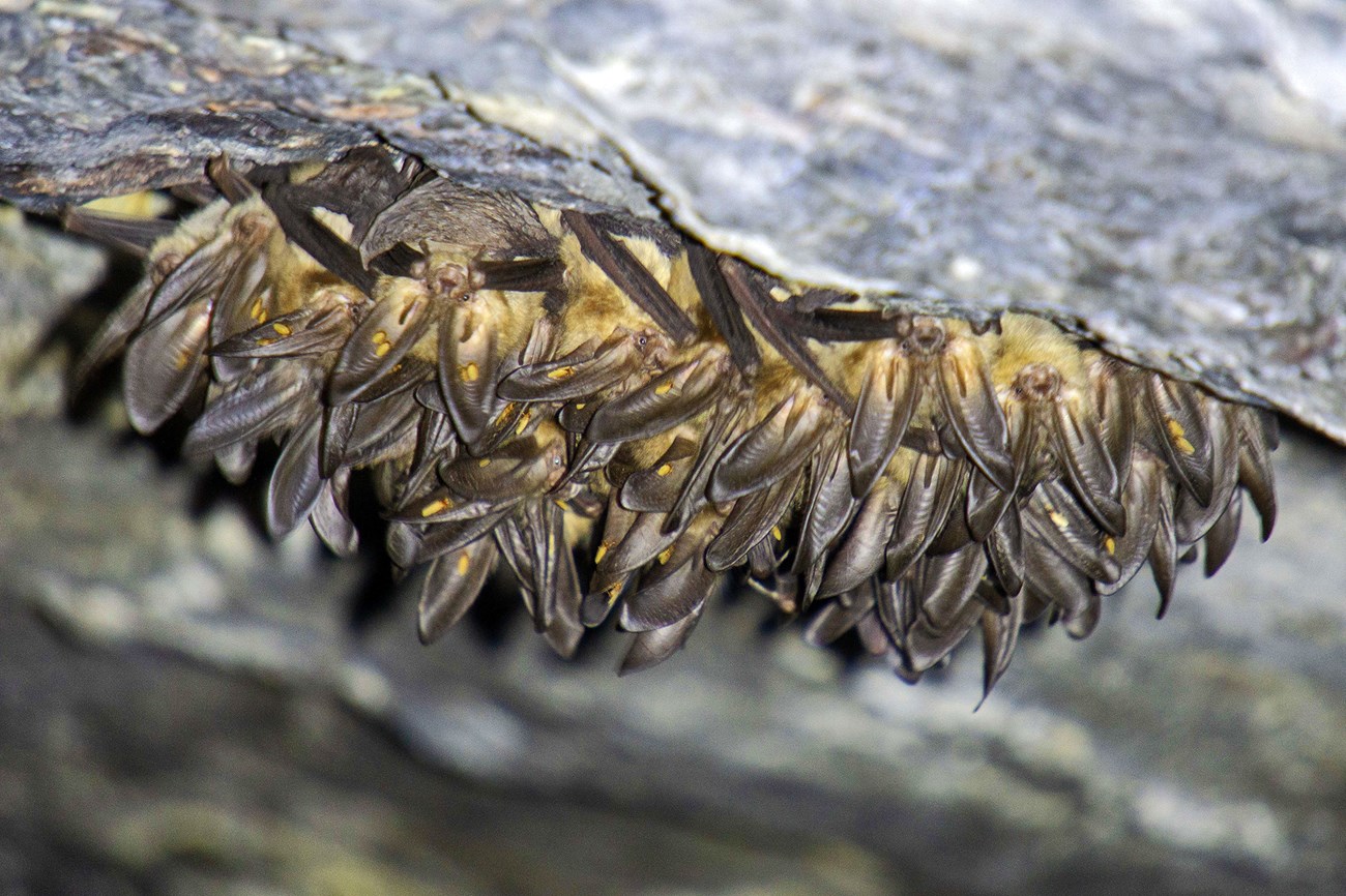 Cluster of a few dozen bats with large ears, hanging upside down in a rocky cave.