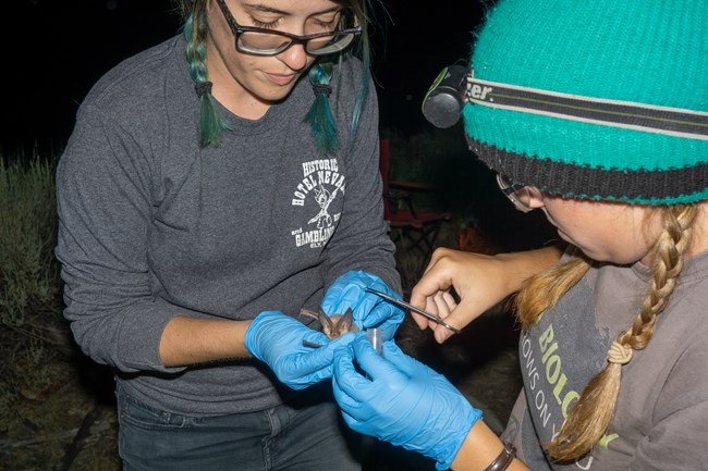 Two researchers studying one of the captured Townsend's Big Eared Bats.