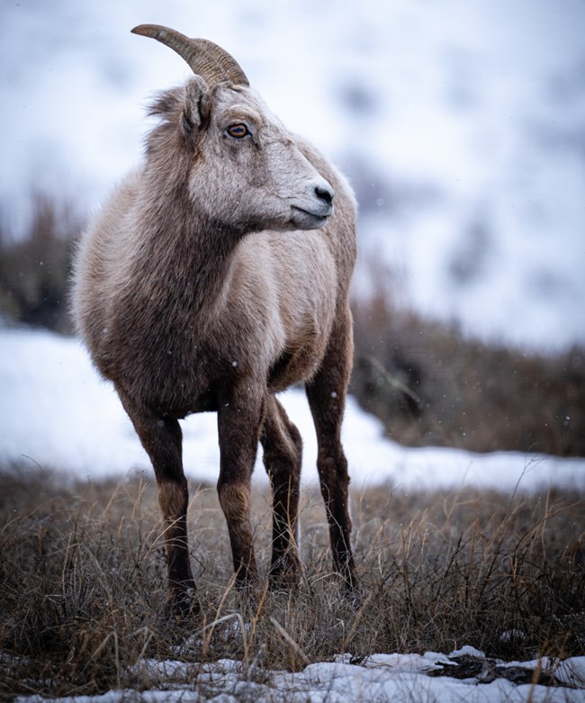 Bighorn sheep stands in the grass and snow.