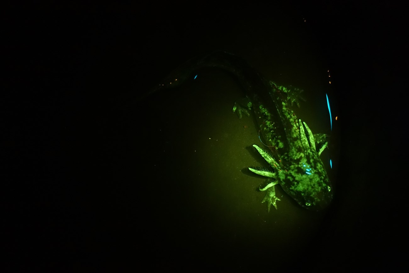Gill patterning in fluorescing salamander