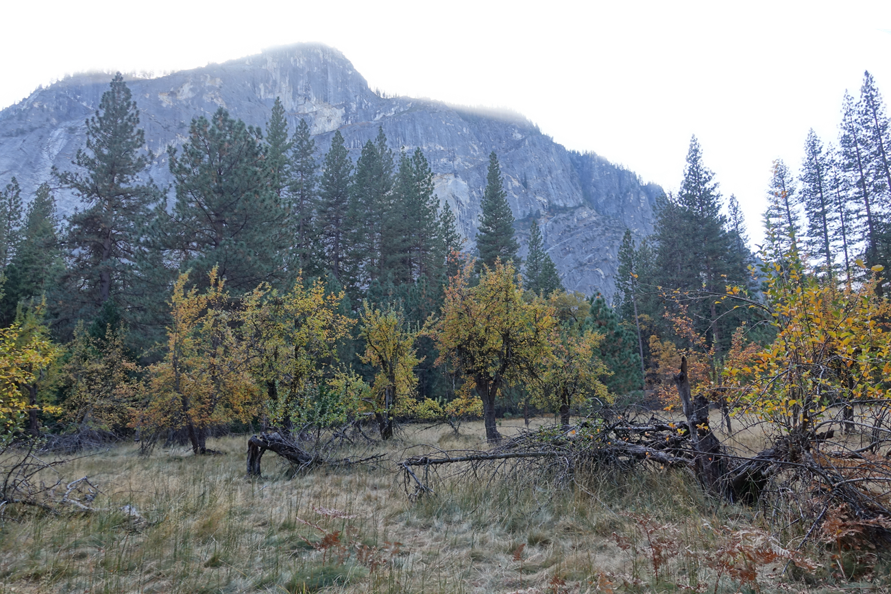 Lamon orchard apple trees in front of a rock face in Yosemite Valley.