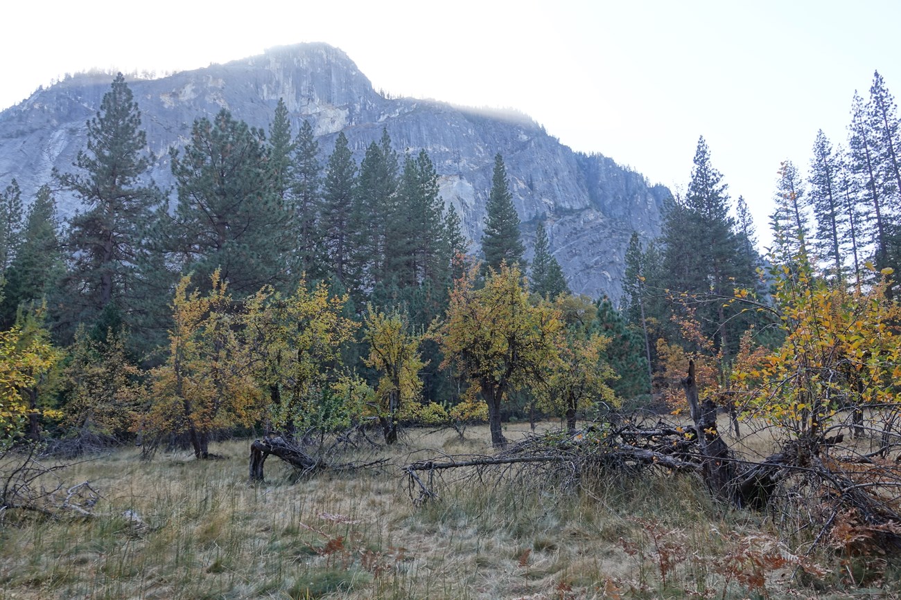 An apple orchard at Yosemite National Park.