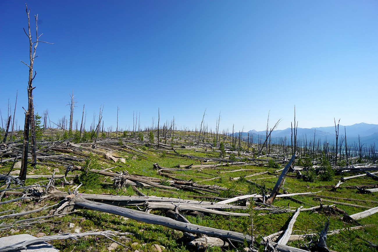 A landscape full of dead trees and short green grass