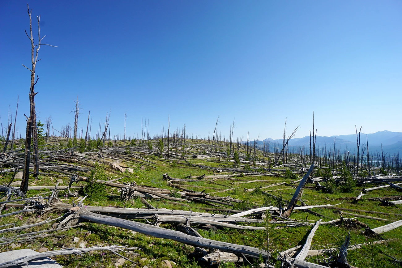 Area burned in the 1988 Yellowstone fires A landscape full of dead trees and short green grass