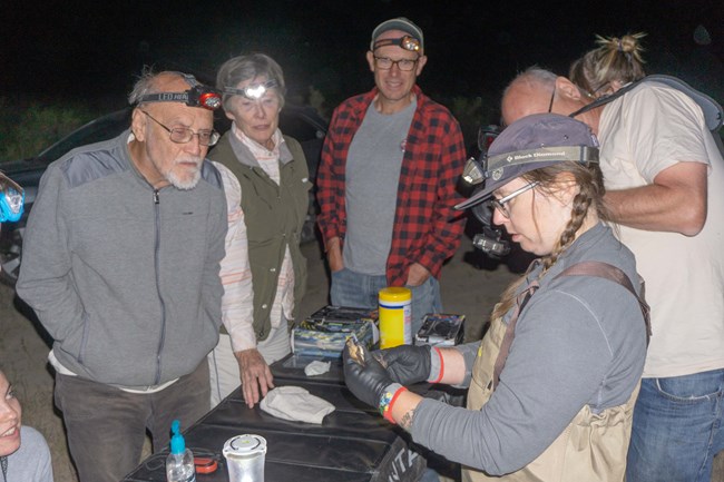 DSC07332 Volunteers watch how to process a bat during the 2019 BioBlitz.