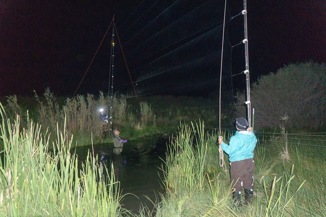 DSC07398 Two bioblitz participants setting up a net across a stream to catch bats