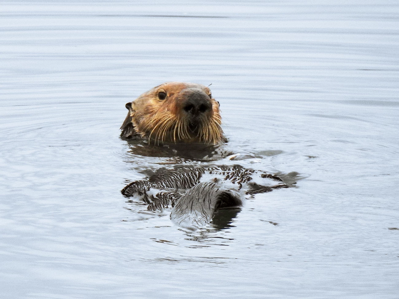 Southern sea otter Sea otter with a big nose and long, downward curving whistkers, floating on its back, looking across its belly at the photographer.