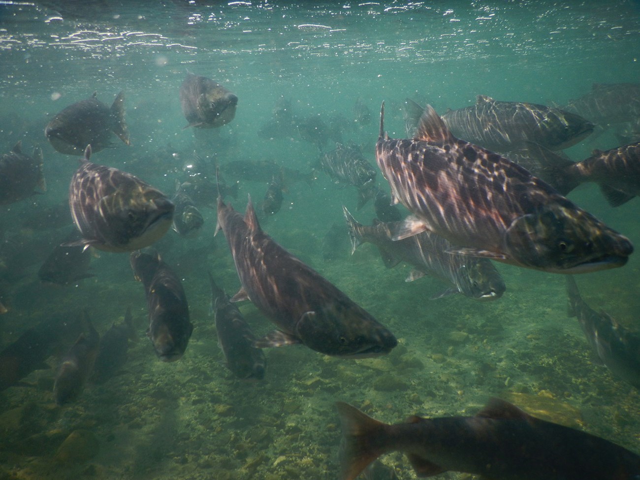 DSCN2041_TomSaxton_web Salmon swim in green waters.