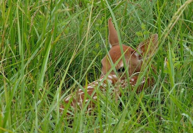 White Tailed Deer Fawn_Bill Moses a baby deer mostly hidden peers through leaves of grass