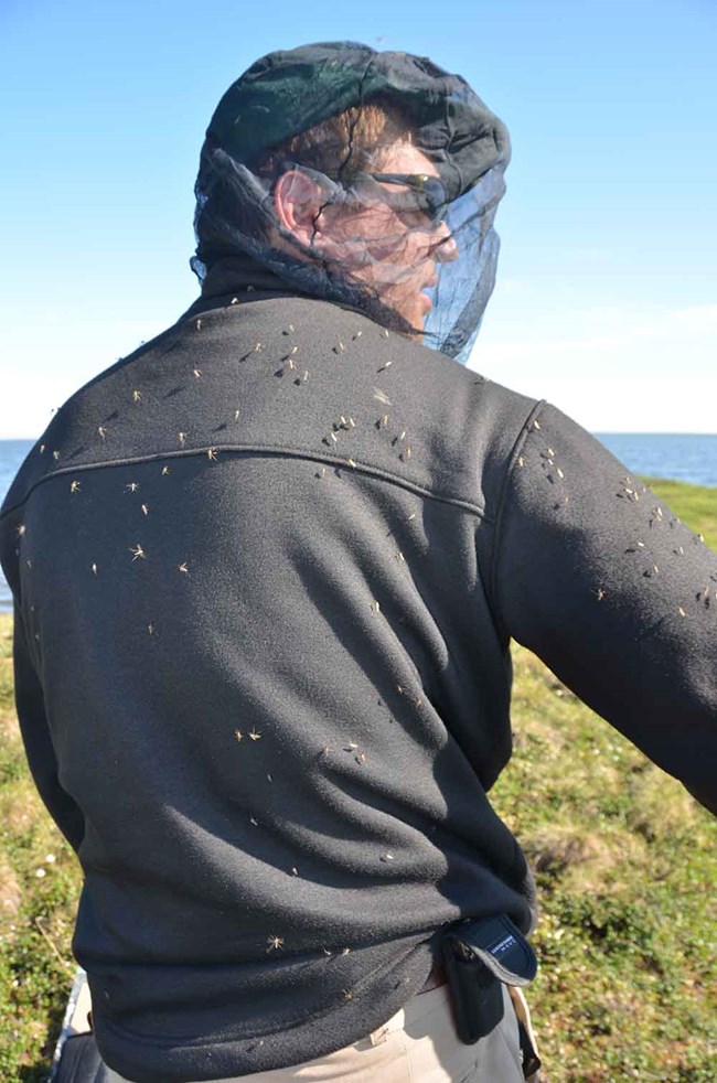 Mosquitoes swarm a jacket of a scientist in the field.