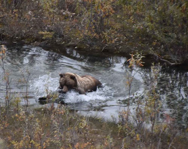 A brown bear fishing a stream.