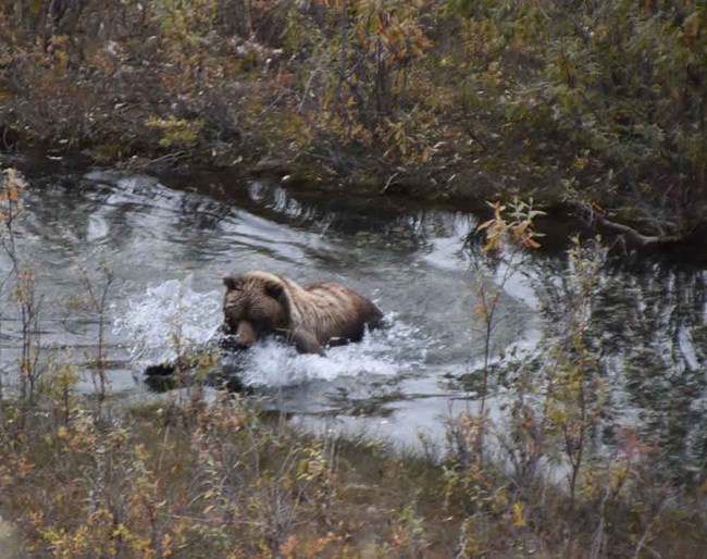 DSC_0030_web A brown bear fishing a stream.