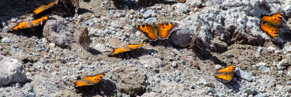 Orange and black butterflies sitting on the ground