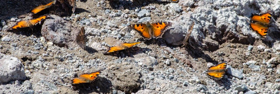 California Tortoiseshells Orange and black butterflies sitting on the ground
