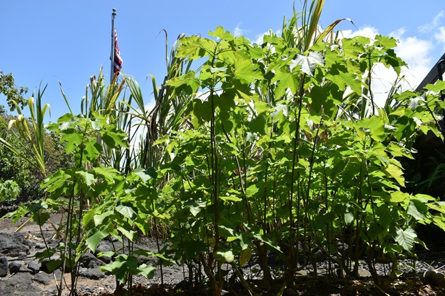 Tall skinny wauke plants with green leaves stand closely packed.