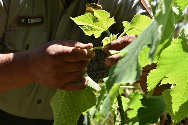 A NPS employee pulls a leaf off of the small trunk of a wauke plant.