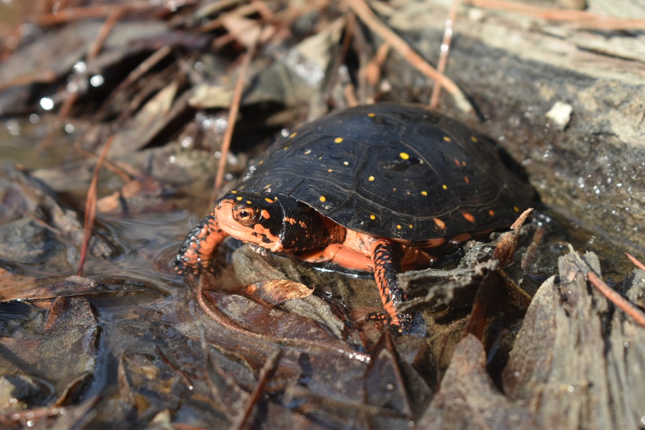 spotted turtle A turtle with bright orange sprayed across its arms and face and a dark shell with small yellow spots, looks across a wet woody scene.