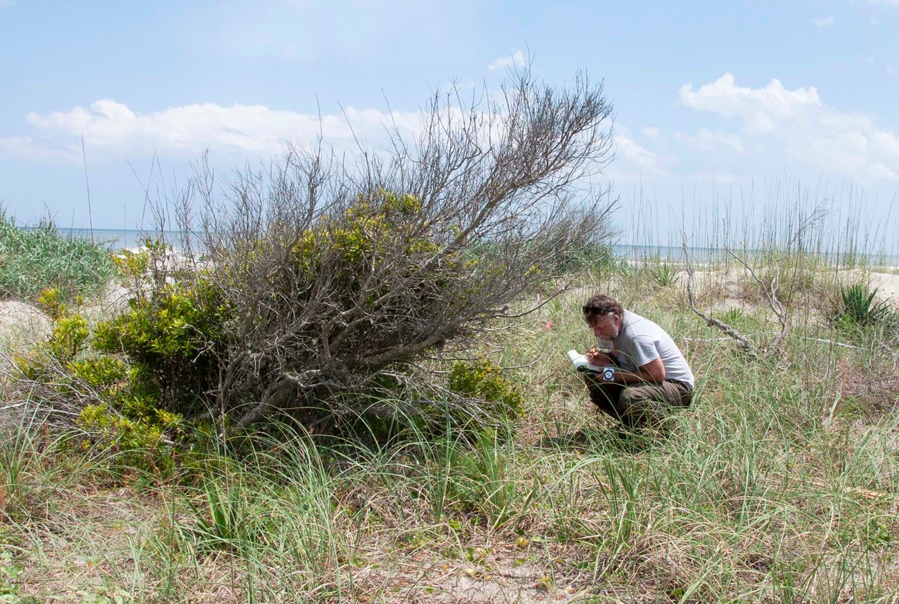 Vegetation monitoring at CUIS SECN Botanist Forbes Boyle looks for plants in one of the newly established CUIS monitoring plots