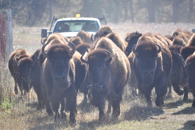 a herd of bison pushed toward a corral by several trucks