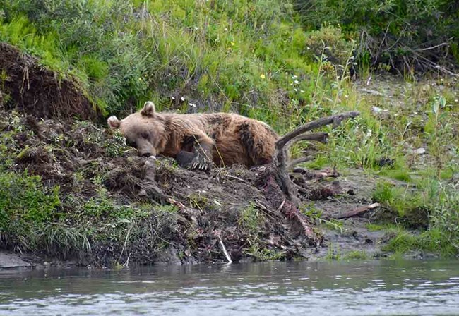 A brown bear sleeping on a buried caribou carcass.